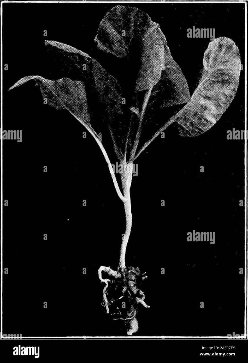 . Westliche Landwirtschaft. Ameisen whichbecome durch die schleimpilze Organismus krank sind Kohl, Blumenkohl, Rosenkohl, Kohlrabi, Steckrüben, Rettich und bestimmten Senfe. Es scheint die informationas relativesusceptibility ofdifferent varietiesof thisdisease crucifers zu schmälern. Symptome. Keimling plantsshow eine decidedwilting oder nachlassender. Sie sind stuntedand haben eine un-gesund erscheinen. Die meisten Samen-lings angegriffen Sterben. Wenn ältere plantsare angegriffen, das erste Zeichen ist ein ofdisease decid-ed Welke währenddes Hitze der Nachricht, die während der Nacht, wenn die Transpiration isless Rap überwunden wird, Stockfoto