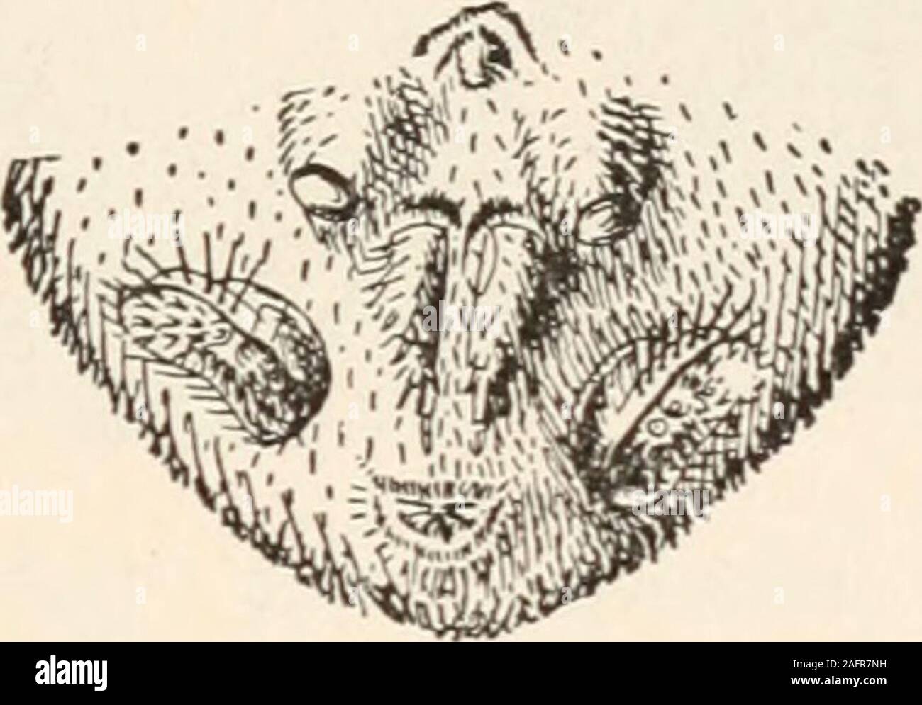 . Die animans und Mann; eine elementare Lehrbuch der Zoologie und der menschlichen Physiologie. Abb. 76. Theeyes andmandibles ofa Spider. (viel e n- Larged; afterJenkins andKellogg.) Gliederfüßer und Weichtiere 167 sind mit Seide gefüttert, und die im Falle der Trap-door Spider sind mit einer Tür oder Deckel madeof Seide und Erde bedeckt. Oben auf der Tür ist immer coveredwith Boden oder Bits der Blätter oder Zweige, so dass es fast ist - tinguishable von der Oberfläche der Erde. Die gemeinsame eher große Swift schwarze Spinnen gefunden understones und Boards arehunting Spinnen,, die zu den familyLycosidae und Stockfoto