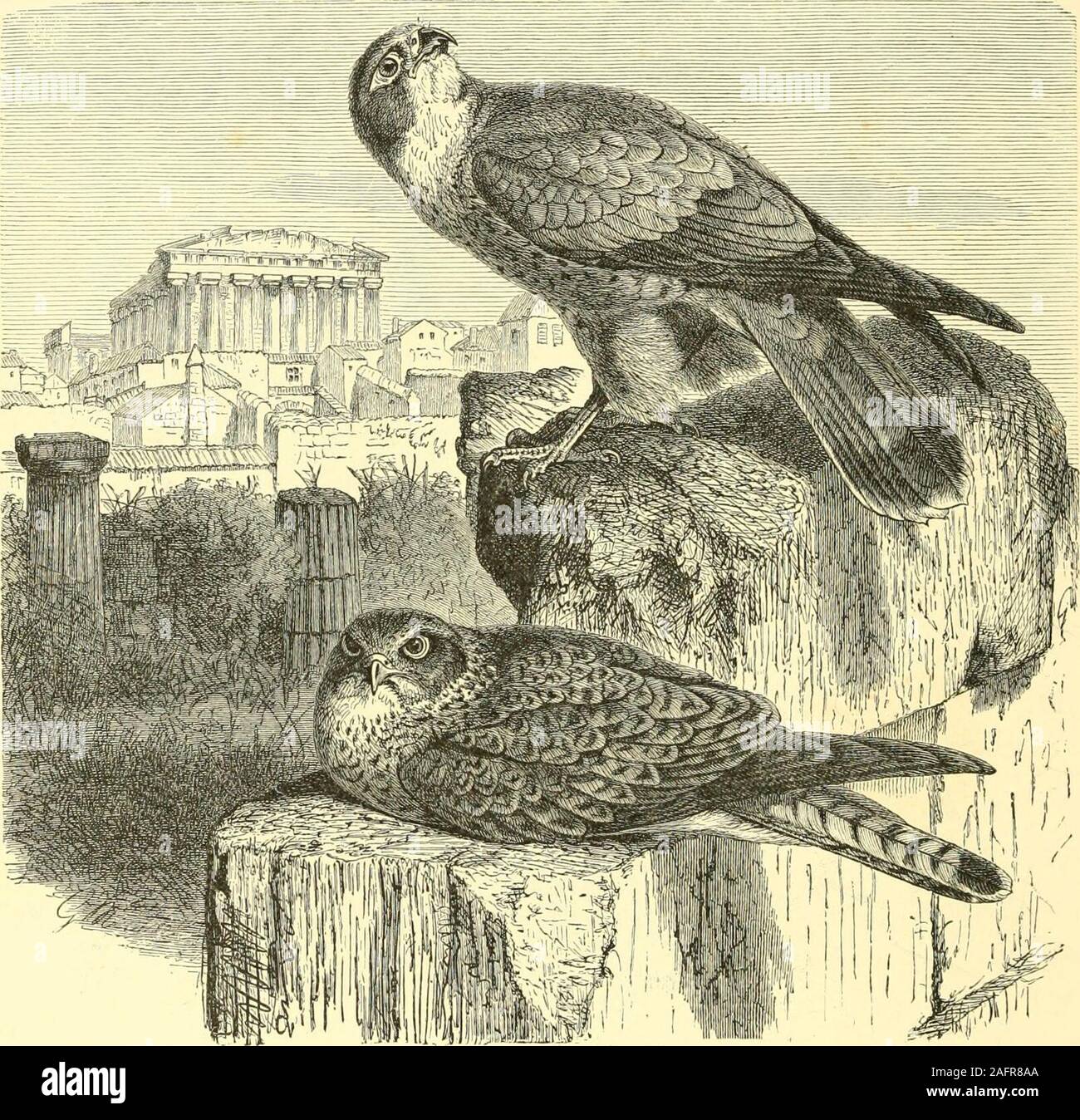. Die royal Natural History. ad, rücksichtslos abgeschossen. Altlioughoccasionally in einem hohlen Baum gesetzt, das Nest ist generell gelegen amongrocks oder alte Imildings, während noch häufiger die verlassenen Nest von Someother Vogel, wie eine Krähe, Magpie, oder Raven genutzt wird. Die Eier, in der Regel vier f) r 5, aber manchmal sechs an der Zahl, können entweder alle overwith bräunlich Iod oder Orange, oder blotchcil mit diesen Farben auf einem liglit Boden fleckig werden. Sie sind in der Regel Ende April oder Anfang des folgenden Monats geschlüpft. 19 © TAGAKTIVE RAUBVÖGEL. Die rötelfalkens {F. cenchr Stockfoto