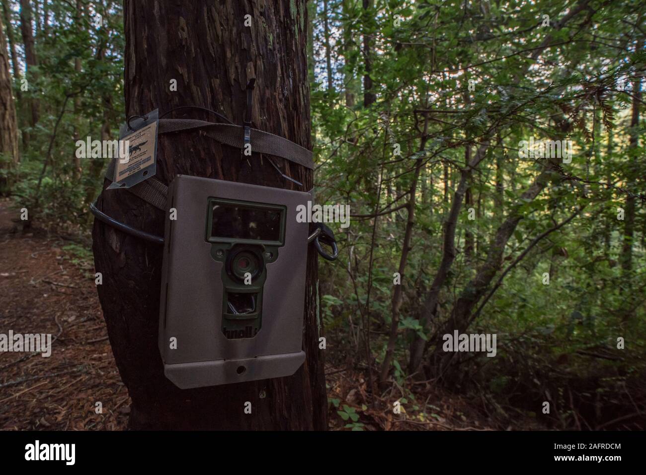 Eine Falle gestellt bis die Tierwelt im Wald auf einem Trail in Kalifornien, USA, zu überwachen. Stockfoto