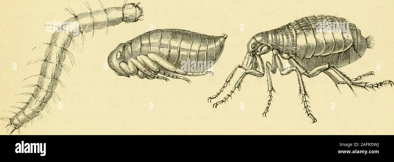 . Die Transformationen (oder Metamorphosen) von Insekten (Insecta, Myriapoda, Spinnen, und Krustentiere): eine Adaption, für die englischen Leser, von M.Émile Blanchard's 'Metamorphoses, moeurs et Instinkte des Insekten;' und eine Zusammenstellung aus den Werken von Newport, Charles Darwin, Spence Bate, Fritz Müller, Packard, Lubbock, Stainton und andere. Erstaunlich in heißen Klimazonen und Wachsen zu einem sehr ungewöhnlichen sizeunder bestimmten Bedingungen. P) r Instanz, immense Flöhe, die die IOLEX IRRITAXS. 385 manchmal zweimal oder dreimal größer als üblich, sind uponthe Ufer von Badegästen frequentiert, aber Th Stockfoto