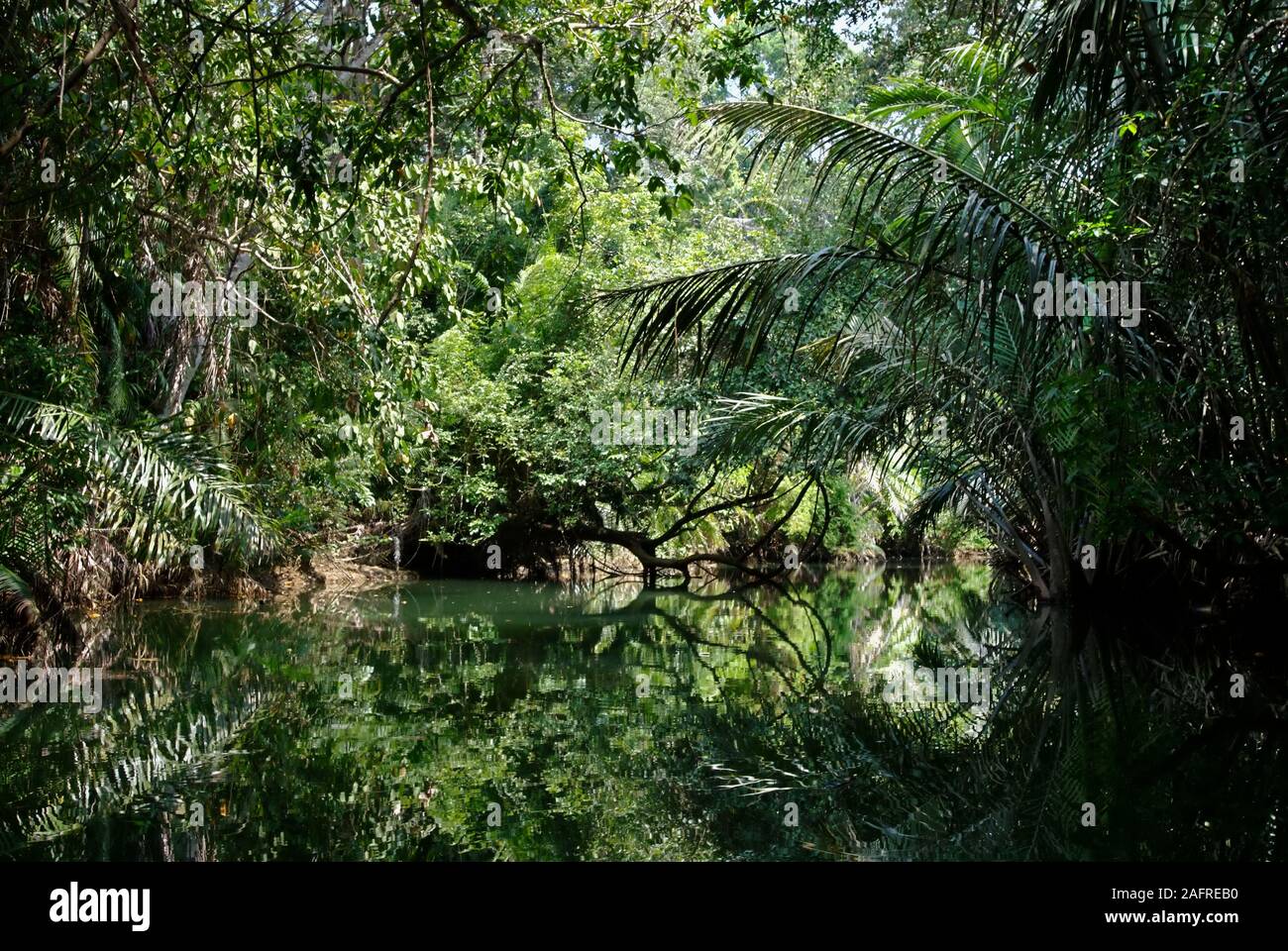 Landschaft des Cigenter Flusses im Ujung Kulon Nationalpark, Indonesien, Heimat des fast ausgestorbenen Javannashorns. Stockfoto