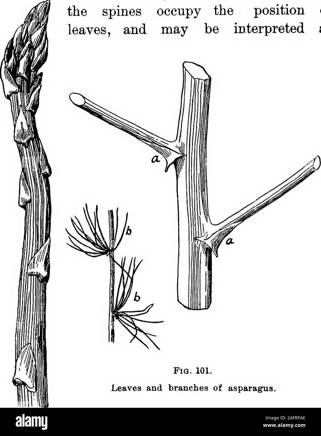 . Unterricht mit Pflanzen. Vorschläge für sehen und interpretieren einige der gängigen Formen der Vegetation. zwischen den beiden. Diese articulationsuggests, dass die Lamellen kann theremnant einer einmal compound Leaf. eng verwandten Pflanze - die so genannte Dreiblättriges orange - ist verwaltungsseite in Abb. 98 Und hier: Diemuttern der Blattfederflansche ist Compound, mitdem gemeinsamen - niedrige Die threeleaflets werden. Es isgenerally con als, theorange und das Schwein. 99. Blättern der Berberitze. Abb. 100. Spinescent Blätter des Russischen Thistle. Lemon Leaf ist ein unifoliolate (oder einer Packungsbeilage) com-lbs-Blatt. 102 LESSOIfS WITS PFLANZEN 112. Die gemeinsame Berberitze ist Dr. Stockfoto