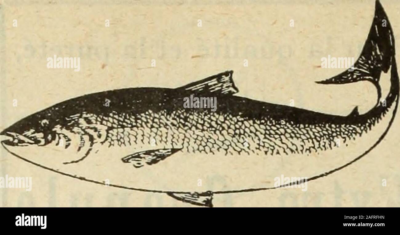 . Le quincaillier (Juillet-Decembre 1907). s…. 2 Pfund ... Doz 2,25 2,27 * Mures.... 2 Pfund ... Doz 1,77 * 1,80 Oliven en Jarres, 1 gal gal. 0,00 1,45 Oliven en Jarres, 2 gal gal. 0.00 1.35 Oliven en Jarres, 5 Gallonen. Gal. 0.00 1.30 Peches jaunes, V/2 lbs. Doz. 2.15 2.17 * Peches jaunes. 2 Pfund ... Doz 2,35 2,37 * Peches jauens, 2 lbs ... Doz 3,25 3,27 * Peches janues. 3 lbs ... Doz 3,60 3,62 $ Peches pelees.... gal. 7,50 7,52 * Peches Blanches, 2 Pfund doz 2.30 2.37 * Peches Blanches, 2 Lbs. Doz 3.20 3.22 * Peches Blanches, 3 Lbs. Doz 3,55 3,57 * Peches Pie, pelees, 3 Lbs. Doz 2,00 2,02 $ Peches Pie, nicht Stockfoto