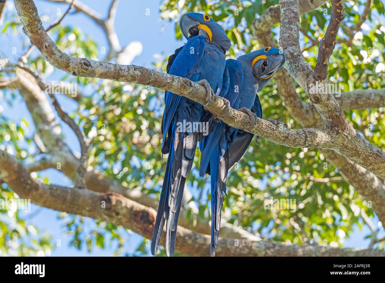 Ein Paar von Hyazintharas in einem Baum im Pantantal in Brasilien Stockfoto