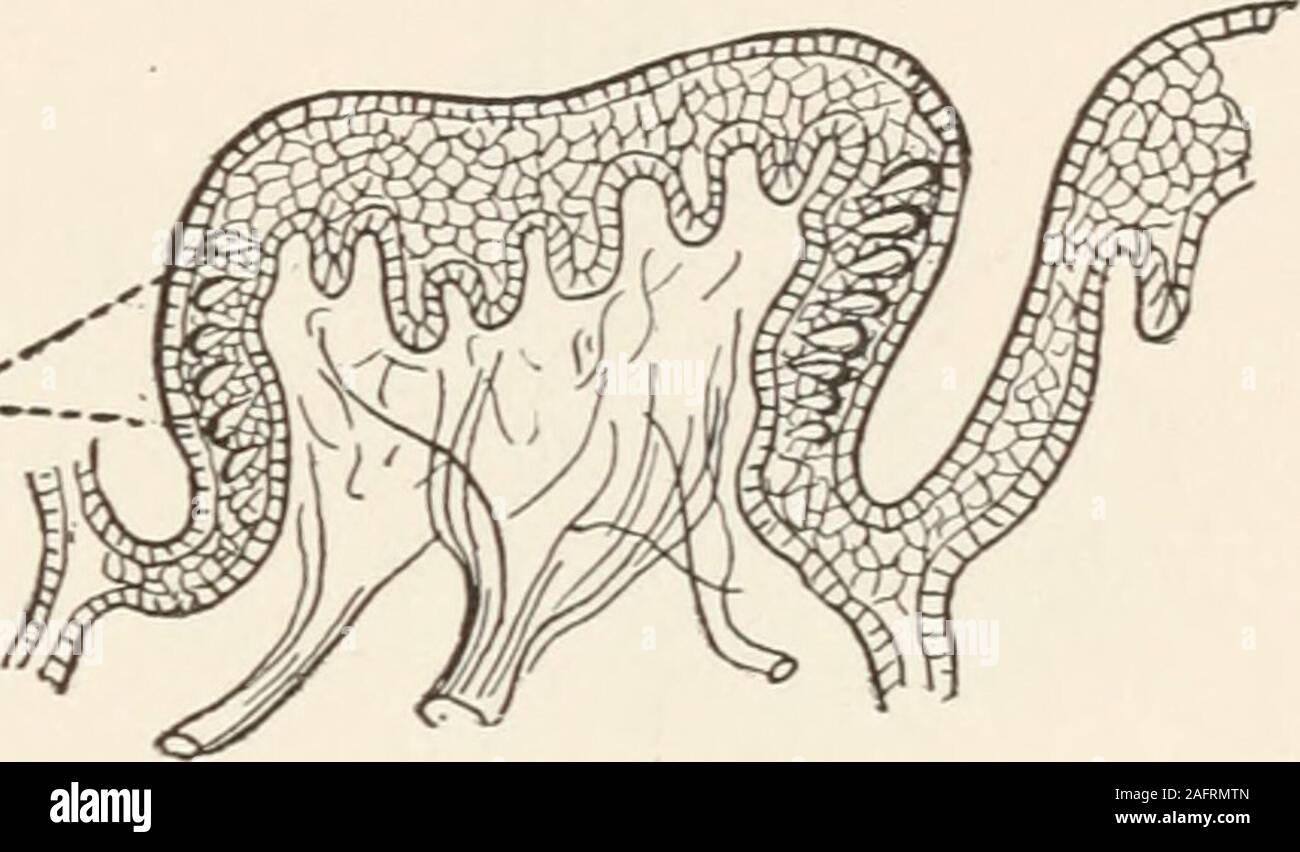 . Die animans und Mann; eine elementare Lehrbuch der Zoologie und der menschlichen Physiologie. Die TIERPHYSIOLOGIE 71, die den besonderen Geschmack Zelle muss ausgesetzt oder coveredonly durch eine dünne osmotische Membran, so dass kleine particlesof, um die Substanz zu verkosten kann in tatsächliche mit. Der Geschmack Organe (Abb. 28.) Der Mann und Dieandere luftatmenden Tiere sind im Mund oder ander Mund Teile entfernt. Es auch notwendig, dass thefood Substanz zu betasted aufgelöst werden. Dieses/erist durch thefluids in themouth von den Speicheldrüsen gegossen. Mit der unteren Freelife- - 28 - Papille mit Gaumen (/. ft.). Stockfoto
