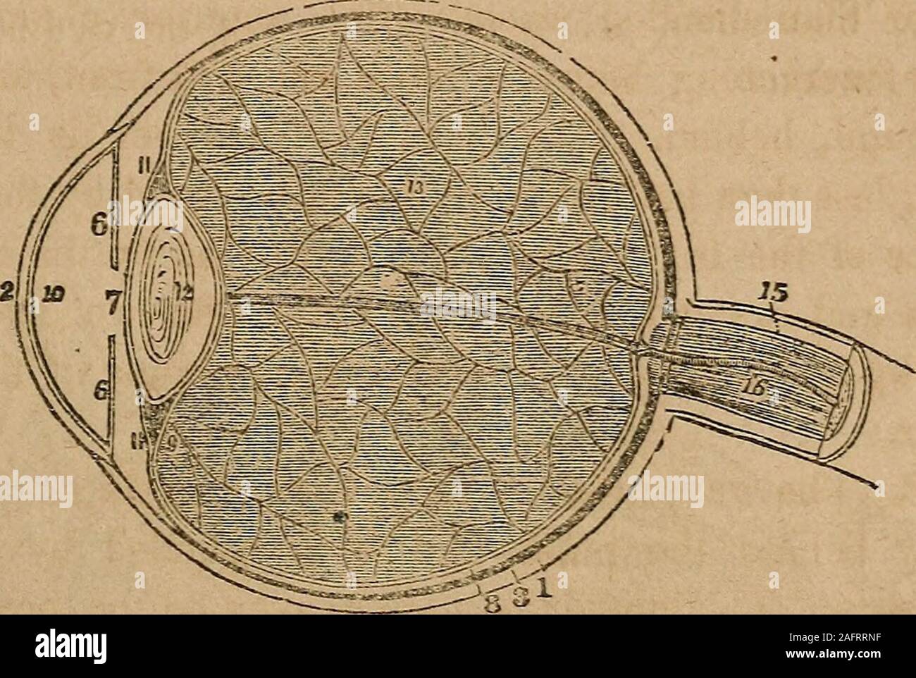 . Eine Abhandlung über die Anatomie, Physiologie und Hygiene: für Hochschulen, Akademien und Familien konzipiert. Er ist weich, und jedes successiveone erhöht die Festigkeit bis die zentrale Schicht bildet eine harte ened Kern. Diese Schichten werden am besten durch Abkochen, oder durch Eintauchen in Alkohol, wenn Sie separate leicht fromeach andere demonstriert. Beobachtungen. 1 st. Die Linse ia das Auge von einem Fisch rund ist. Die vaskuläre Schicht. 902. Wo befindet sich das Kammerwasser befindet? Whatpart des Auges ist der Vorderkammer genannt? Die hintere Kammer?, Was sind die Kammern, die gefüttert? 903. Wo ist tlie kristalline humorsituated? Stockfoto