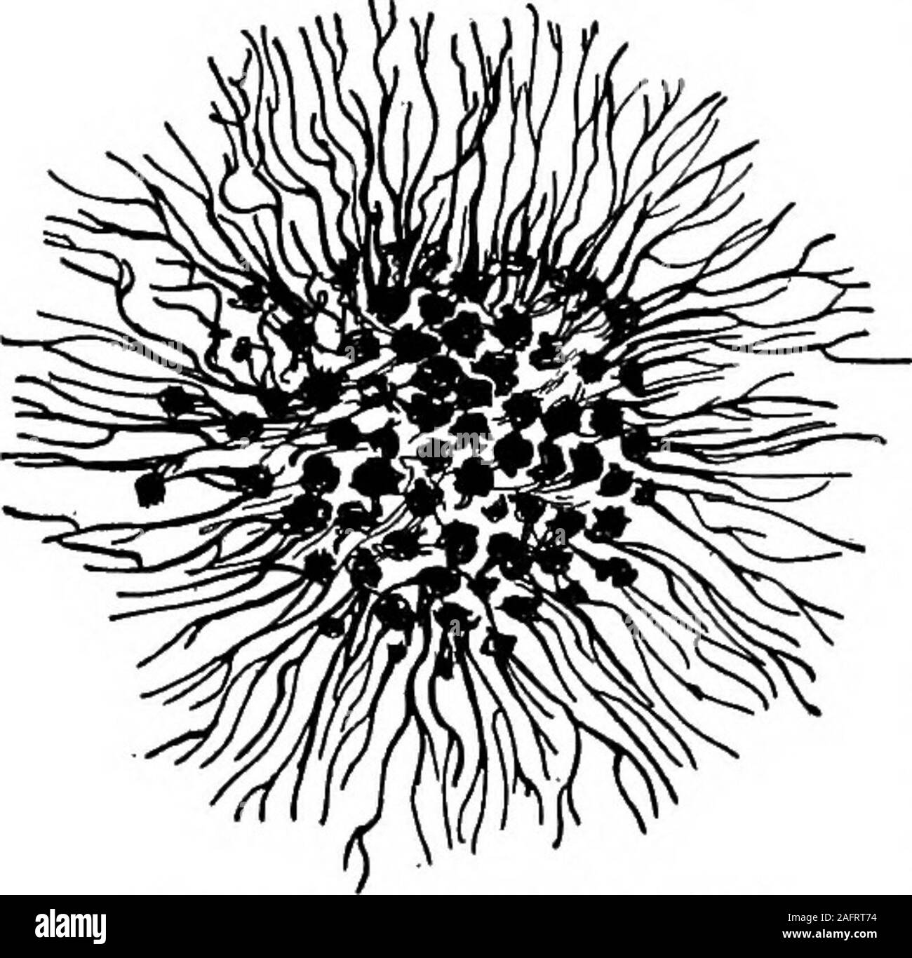 . Westliche Landwirtschaft. whichcomprise die Mehrheit dieser, minute, unicellularorganisms Die bya Prozess c&Wedfission multiplizieren. Sie besteht aus Stabförmigen, sphärisch und Spirale stellen. Hefen sind einzellige oder - in der Regel ganisms considerablylarger als Bakterien und einen definitiven organisierten Kern, die in der Regel multiplizieren mit aprocess genannt angehende andare ovale Gebilde. Formen sind vielzelliger Pilze der betrachten - in der Lage, Größe und in den Arten der Körper sind viel komplexer thaneither Bakterien oder Hefen. Sie sind alle zusammen als einfache undifferentiatedplants entwickeln, die nie Wurzeln, Stämme, oder eingestuft Stockfoto