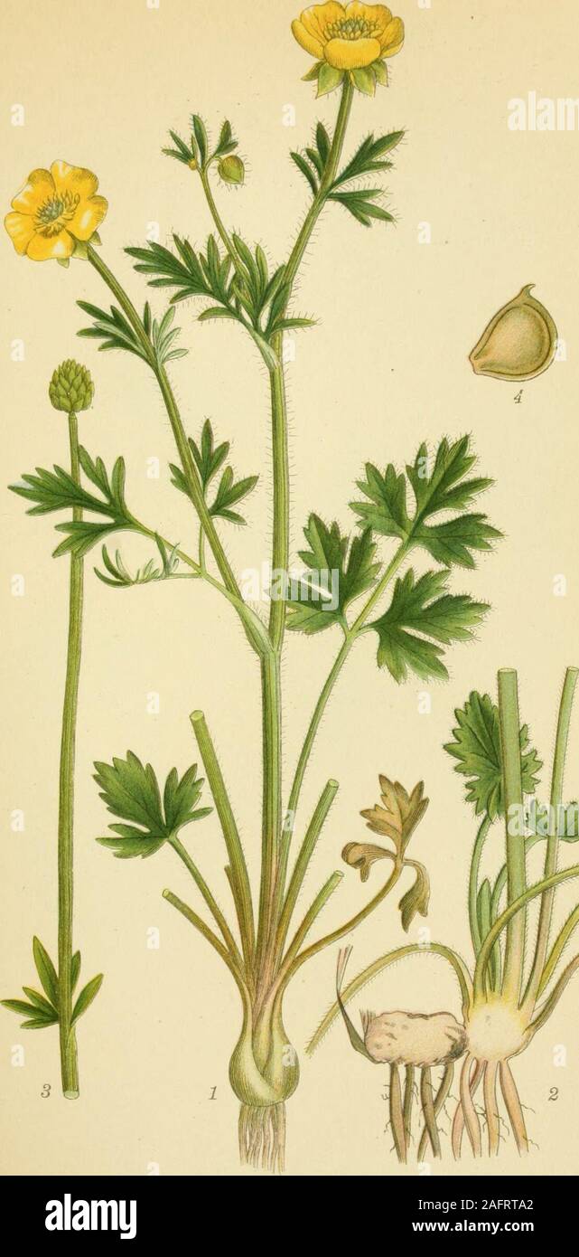 . Billeder af Nordens Flora. LAVRANUNKEL, Ranunculus repens. *. BbRT 2 ELLSTR. A.&STr-l 161,-.^^ J. KNOLD - RANUNKEL, Ranunculus bulbosus. ;. L^ TR, A, B. STHl". Stockfoto