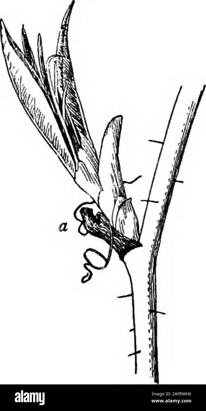 . Unterricht mit Pflanzen. Vorschläge für sehen und interpretieren einige der gängigen Formen der Vegetation. Abb. 38. Abb. 39. Blatt - scarsof Dahlie. Blatt anhängen --..?,. jvment eines Reed, allatecl). IN CHABACTEBS WINTEB ZWEIGE 41 eines großen Schilf oder Gras (Arundo). In diesem casethe Blatt hat sich nicht auf eine gemeinsame gefallen, so dass ascar, sondern hat in zwei vom Wind zerrissen worden. Thepoint der Befestigung des Blattes an der lowerend der Hülse (a). Manchmal ist die witheredleaf-Stiel des Dahlie hält sich an die Stammzellen allwinter, aber nur deshalb, weil die Anlage byfrost getötet wurde, bevor die Blätter reachedfull Ma hatte Stockfoto