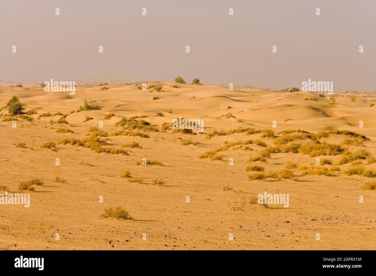 Wüste Thar Rajasthan, Indien. Februar Stockfoto