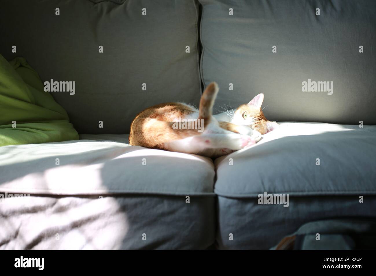 Ingwer Katze im Zimmer Stockfoto