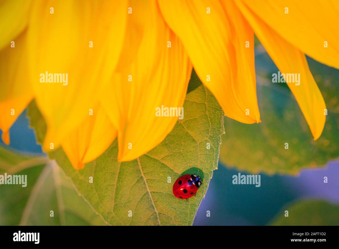 Makro der Marienkäfer auf einem Blatt des Sonnenblume n die Morgensonne Marienkäfer-bug. Natürliches Insektizid zerstört Schädlinge der Pflanzen. Eine Nahaufnahme von einem Marienkäfer. Stockfoto