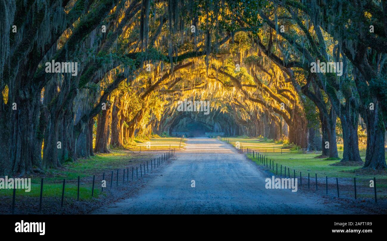 Die Wormsloe Historic Site, informell bekannt als Wormsloe Plantation, ist eine staatliche historische Stätte in der Nähe von Savannah, Georgia, in den Vereinigten Staaten. Stockfoto