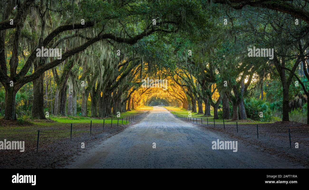 Die Wormsloe Historic Site, informell bekannt als Wormsloe Plantation, ist eine staatliche historische Stätte in der Nähe von Savannah, Georgia, in den Vereinigten Staaten. Stockfoto