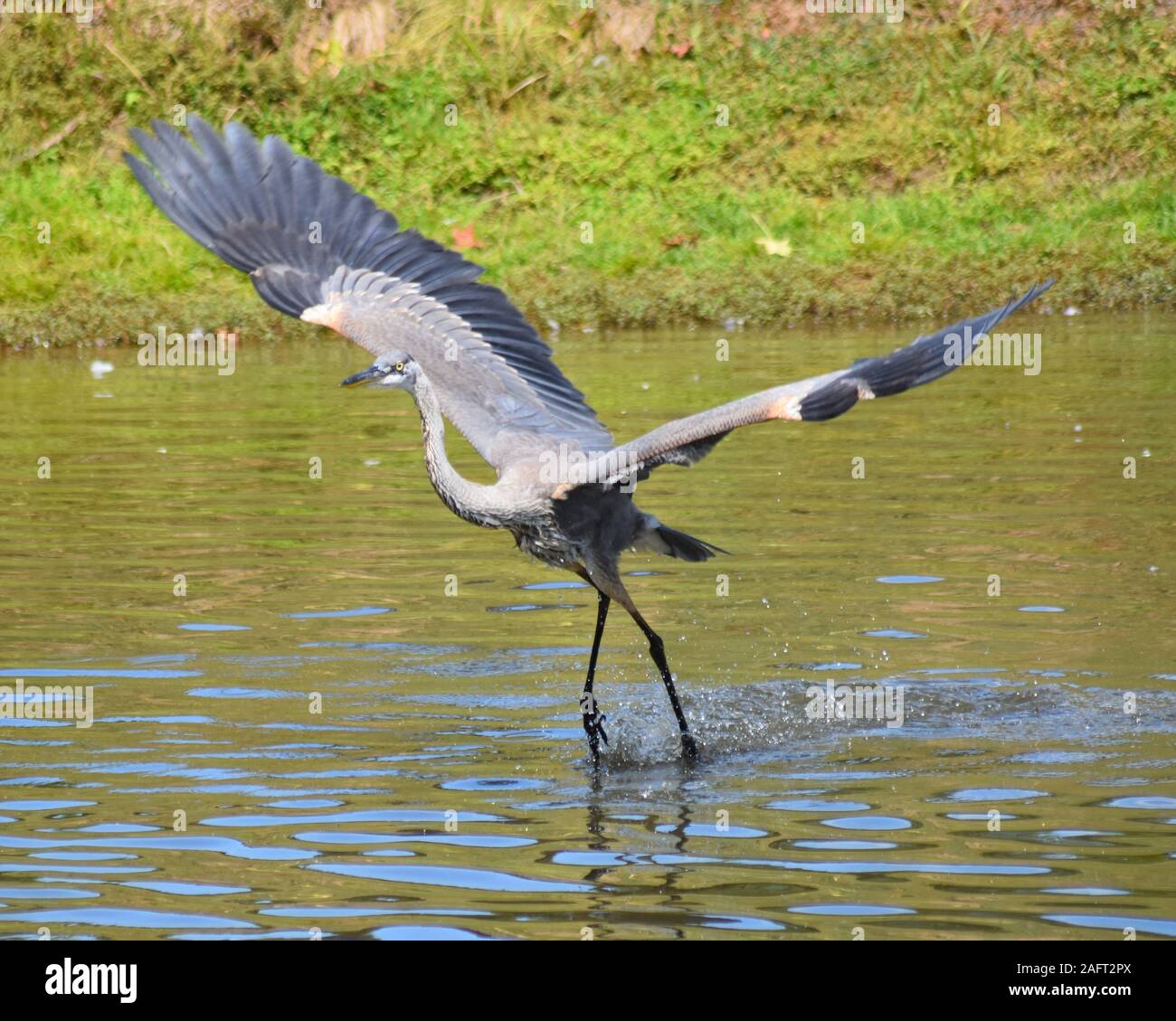 Great Blue Heron taucht seine Zehen im Wasser Stockfoto