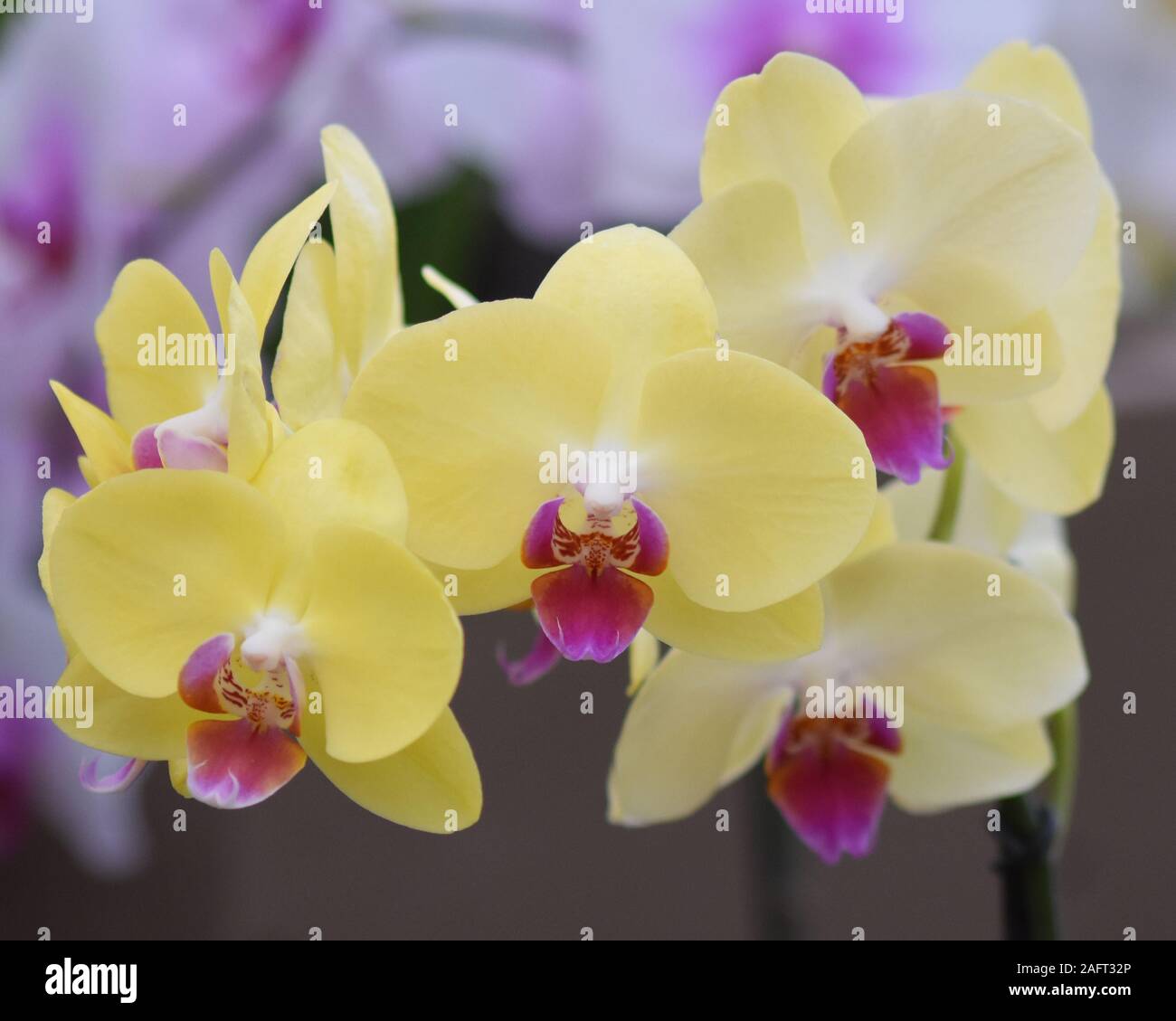 Gelbe Orchidee mit purpurner Mitte Stockfoto