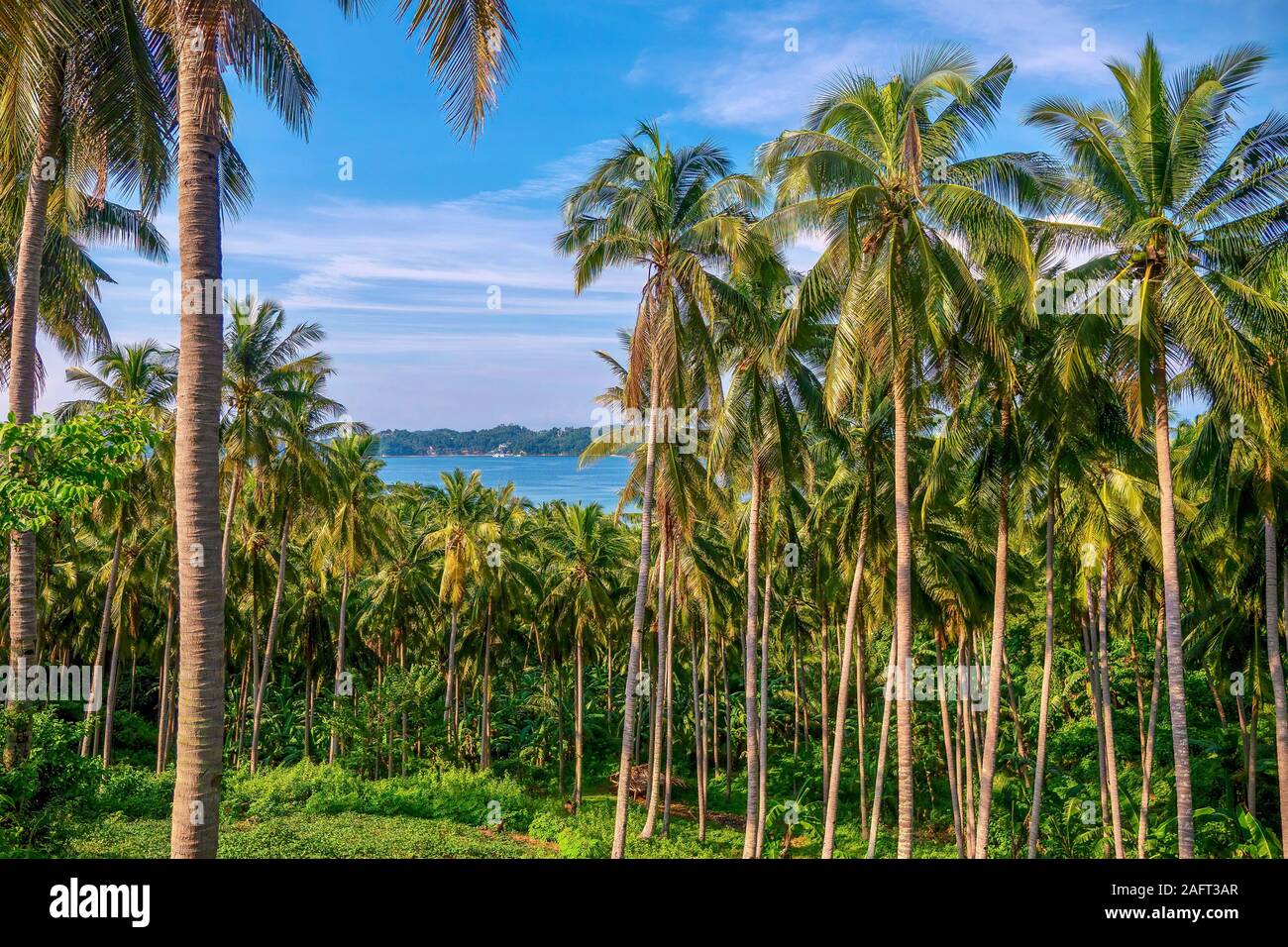 Eine Kokosnuß-Plantage mit Dutzenden von Palmen, auf einer wunderschönen tropischen Insel auf den Philippinen, wo copra Produktion ist ein wichtiger Wirtschaftszweig. Stockfoto