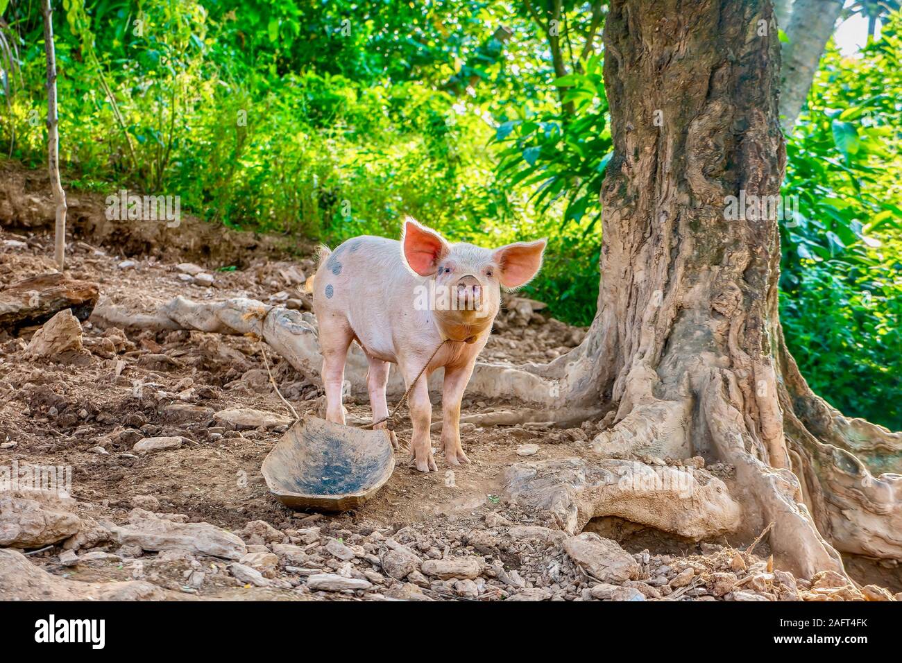 Eine gesunde junge Schwein warten auf einer Insel auf den Philippinen, wo die Schweine gefüttert zu werden ist ein beliebter Small Business für ländliche Familien. Stockfoto