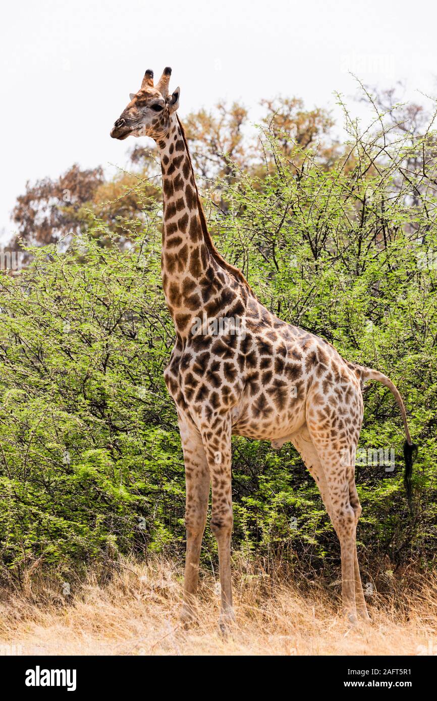 Giraffen im Gebüsch, Giraffa camelopardalis, Moremi Wildreservat, Okavango Delta, Botsuana, Südliches Afrika, Afrika Stockfoto