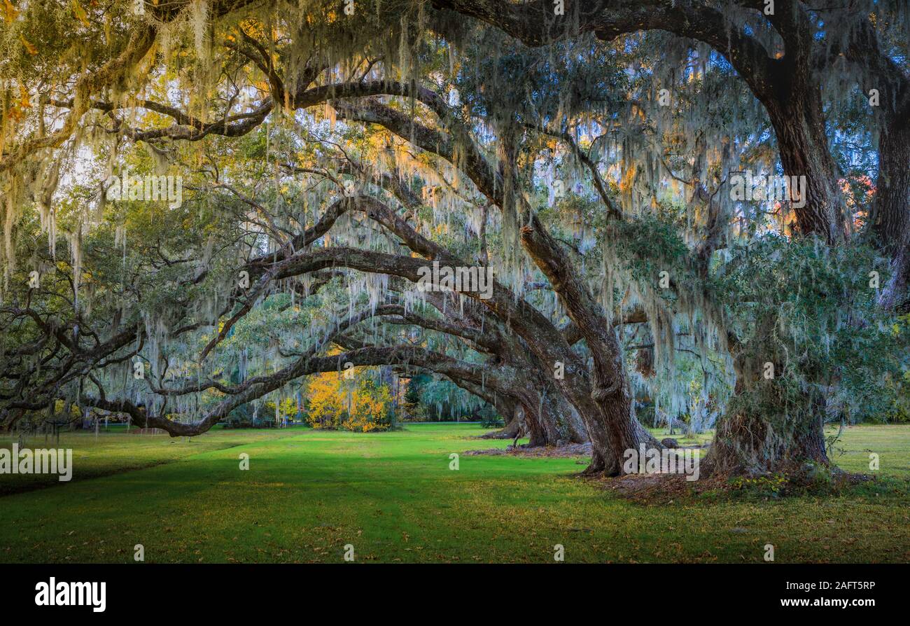 Magnolia Plantation and Gardens ist ein historisches Haus mit Gärten am Ashley River westlich von Ashley, Charleston County, South Carolina. Stockfoto