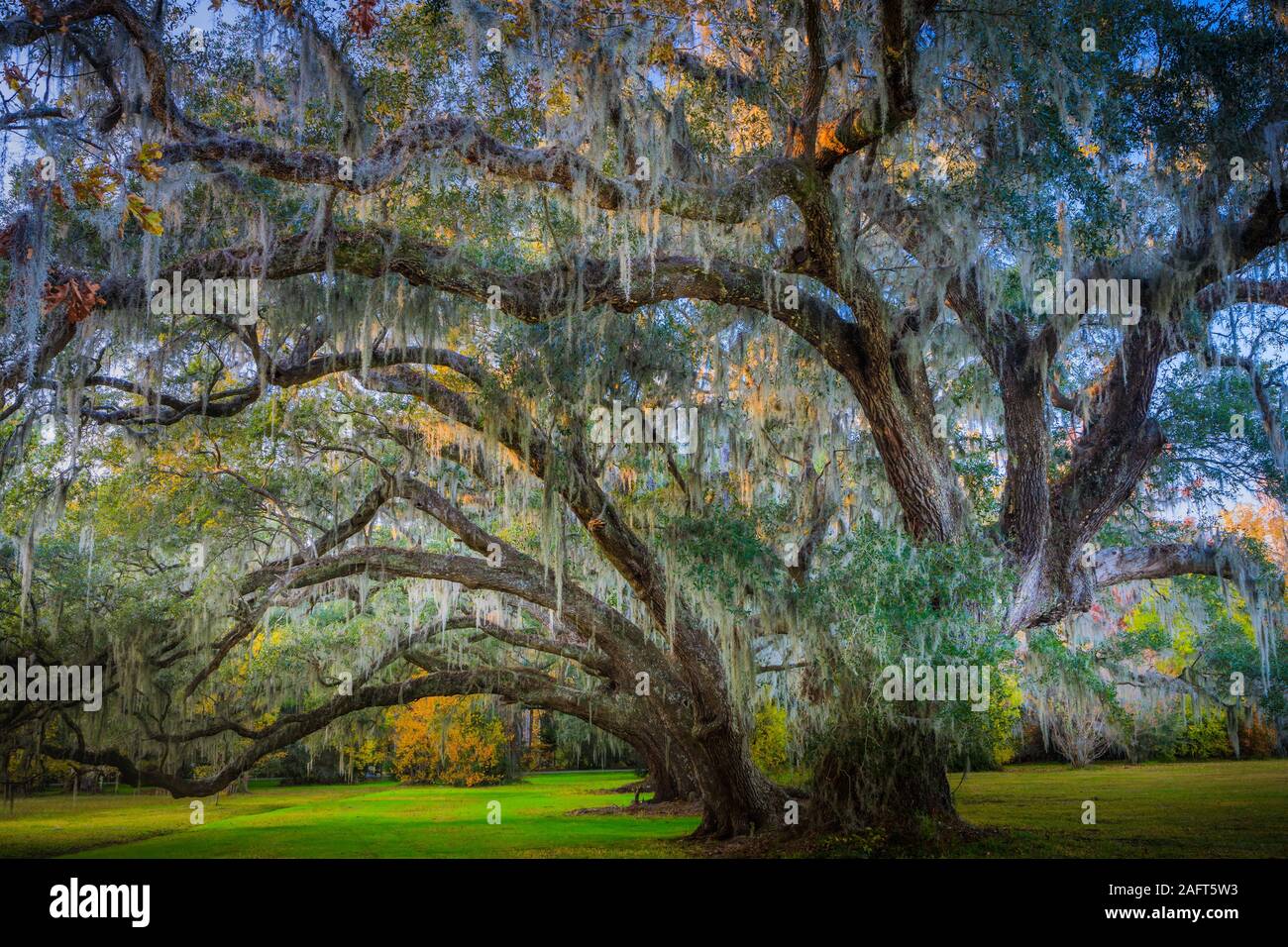 Magnolia Plantation and Gardens ist ein historisches Haus mit Gärten am Ashley River westlich von Ashley, Charleston County, South Carolina. Stockfoto