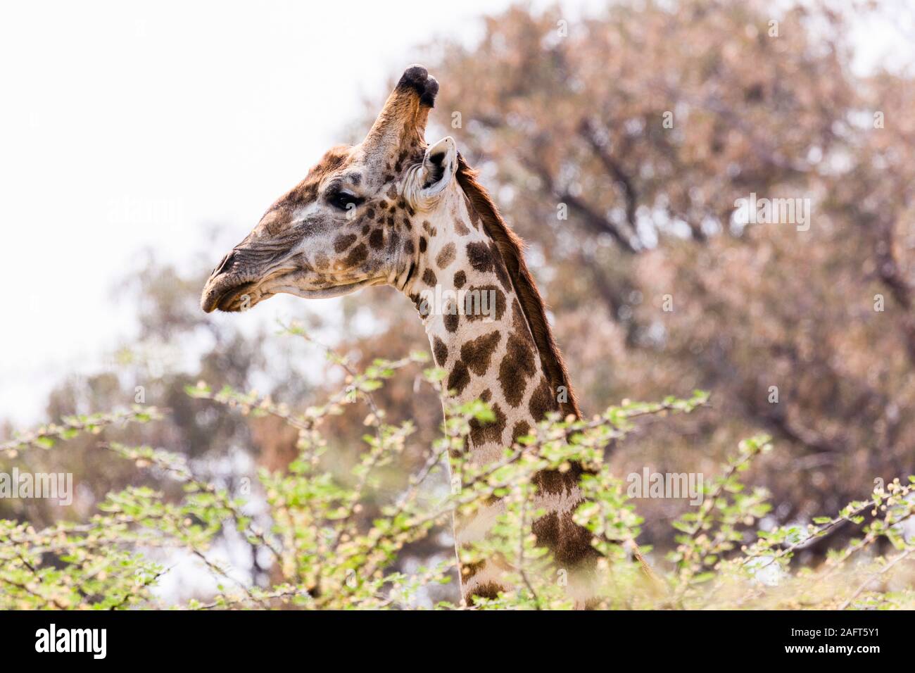 Giraffen, die sich im Gebüsch verstecken, Nahupgiraffa, Camelopardalis, Moremi-Wildreservat, Okavango Delta, Botsuana, Südliches Afrika, Afrika Stockfoto