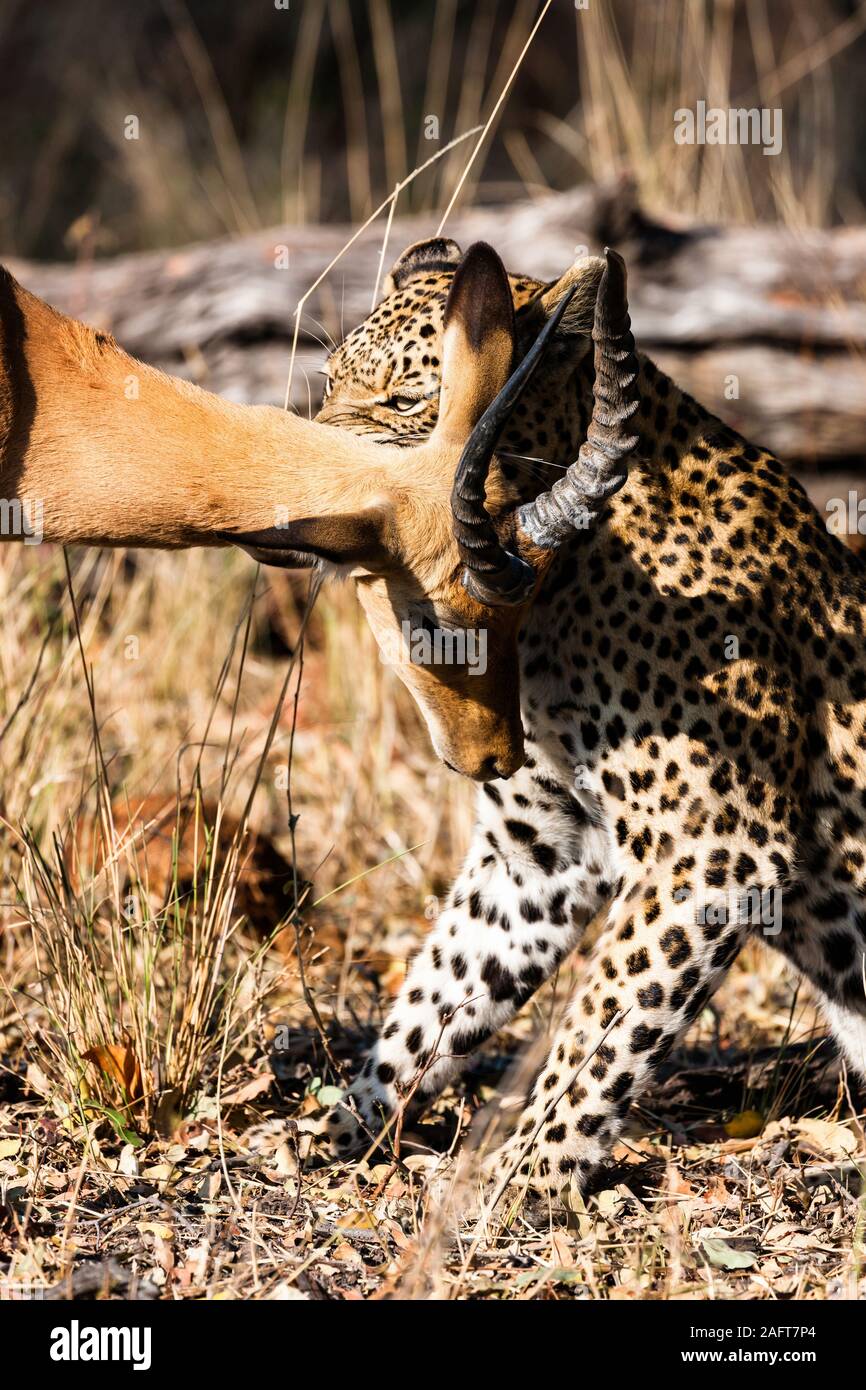 Leopardenjagd Impala, Impala ist am Leben, im Moremi Wildreservat, Okavango Delta, Botswana, Südafrika, Afrika Stockfoto