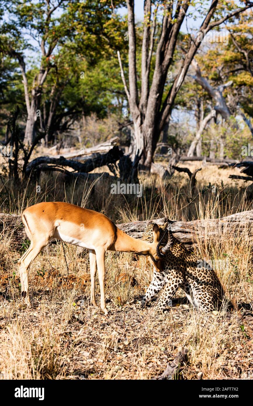 Leopardenjagd Impala, Impala ist am Leben, im Moremi Wildreservat, Okavango Delta, Botswana, Südafrika, Afrika Stockfoto