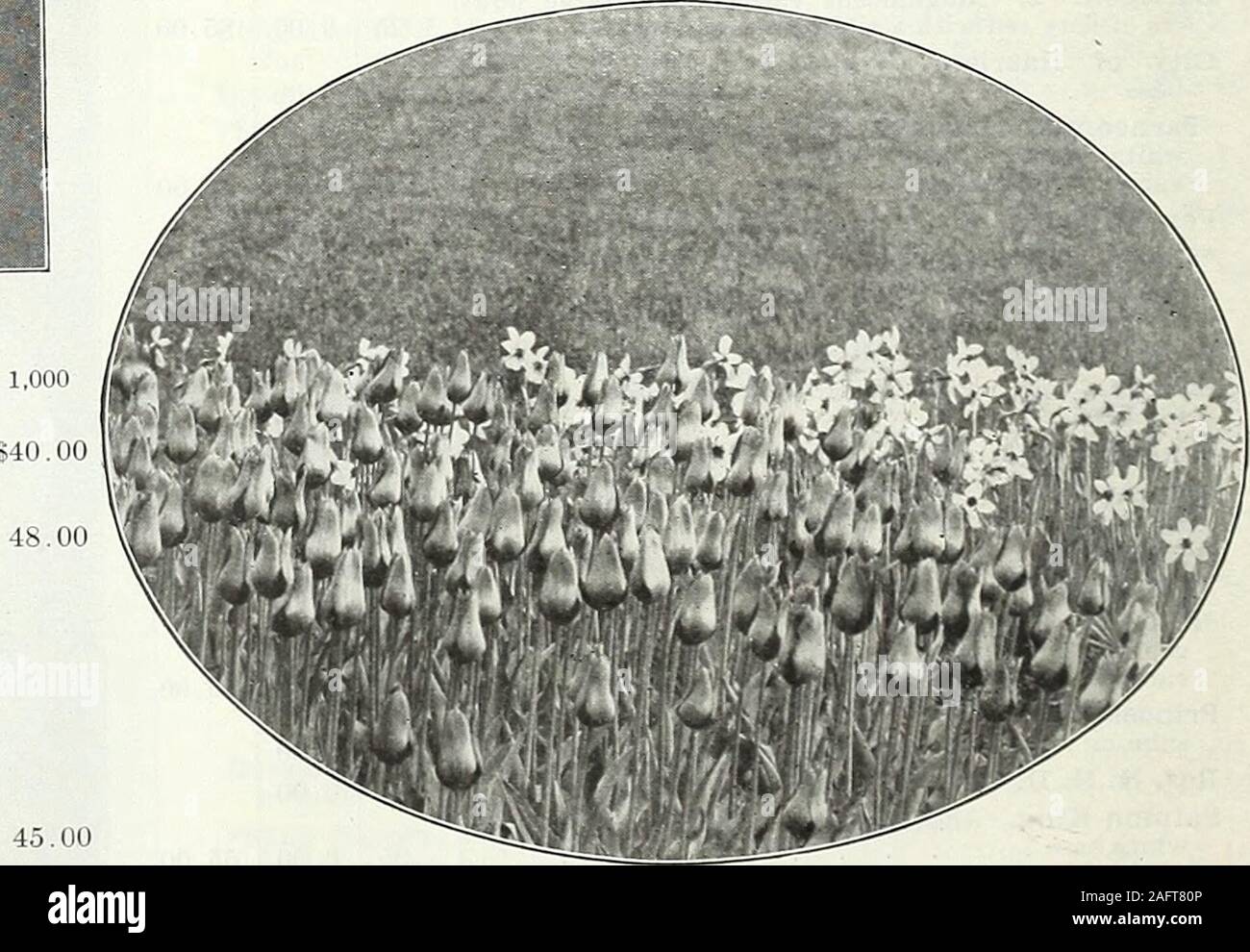 . Die Farquhar Herbst Katalog: 1921. lor Moonlight. Große Schwefel - gelbe Blume; starke growerMrs. Mond. (Fulgens lutea.) Rich golden-gelb; große Blüten von großer Schönheit und Substanz; Petalen schön] zurückgebogen |. 85 Orange König. Orange leuchtende Schatten Scharlach, gelben Center j .60 Pieotee. (MaidensBlush.) Weiß mit Bleistift und breitrandig mit hellem Kirschrot, die Farbe suffusing die ganze Blume alter Pariser Weiß. (La Candeur.) silbrig-weißen ändern zu Rose, wenn fällig Retroflexa. Tief gelb; groß; Petalen lang, spitz zulaufend und würdevoll recurved Royal Weiß. (Unschuld.) Pure White; La Stockfoto