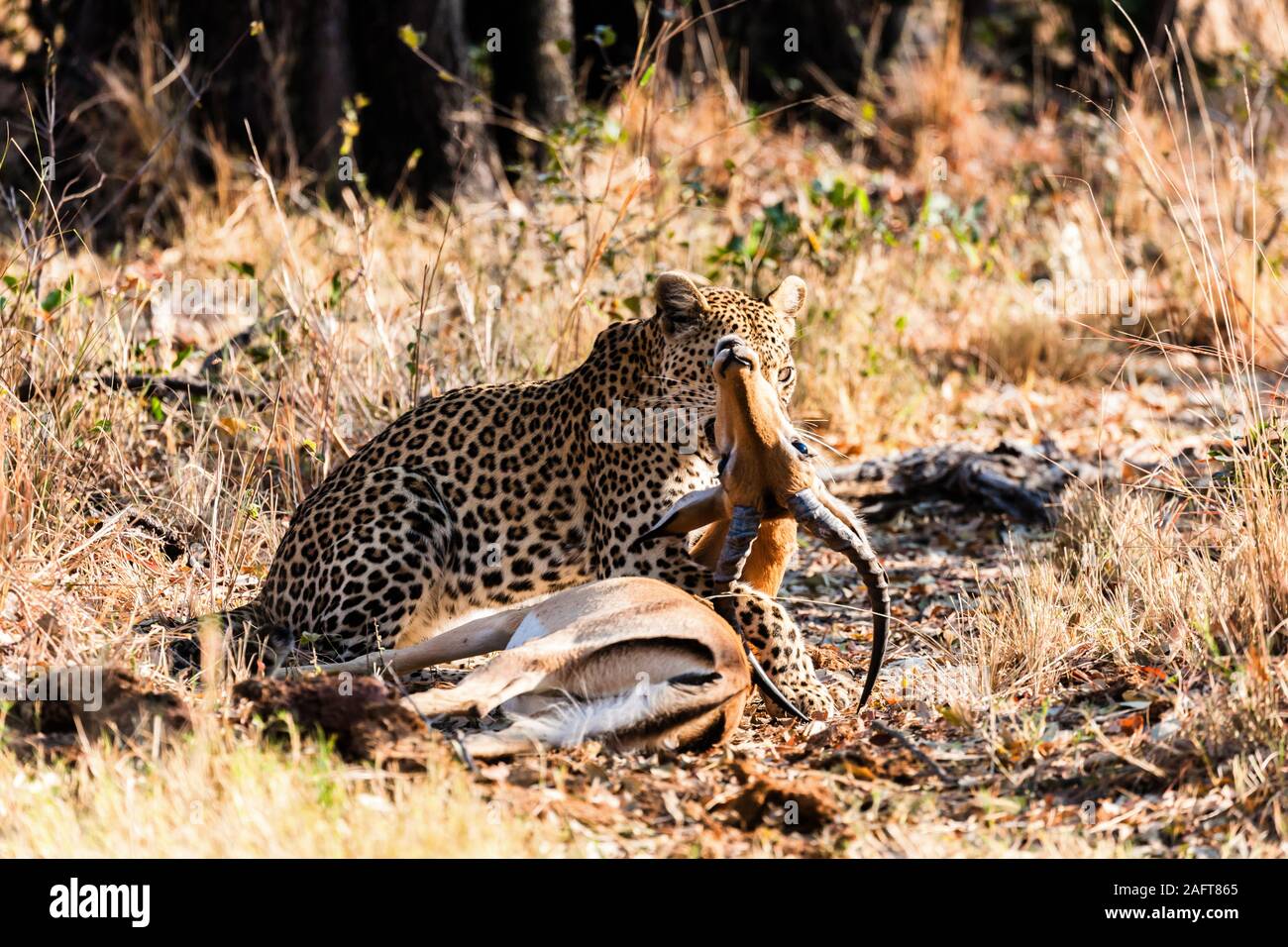 Leopardenjagd Impala, Impala ist am Leben, im Moremi Wildreservat, Okavango Delta, Botswana, Südafrika, Afrika Stockfoto