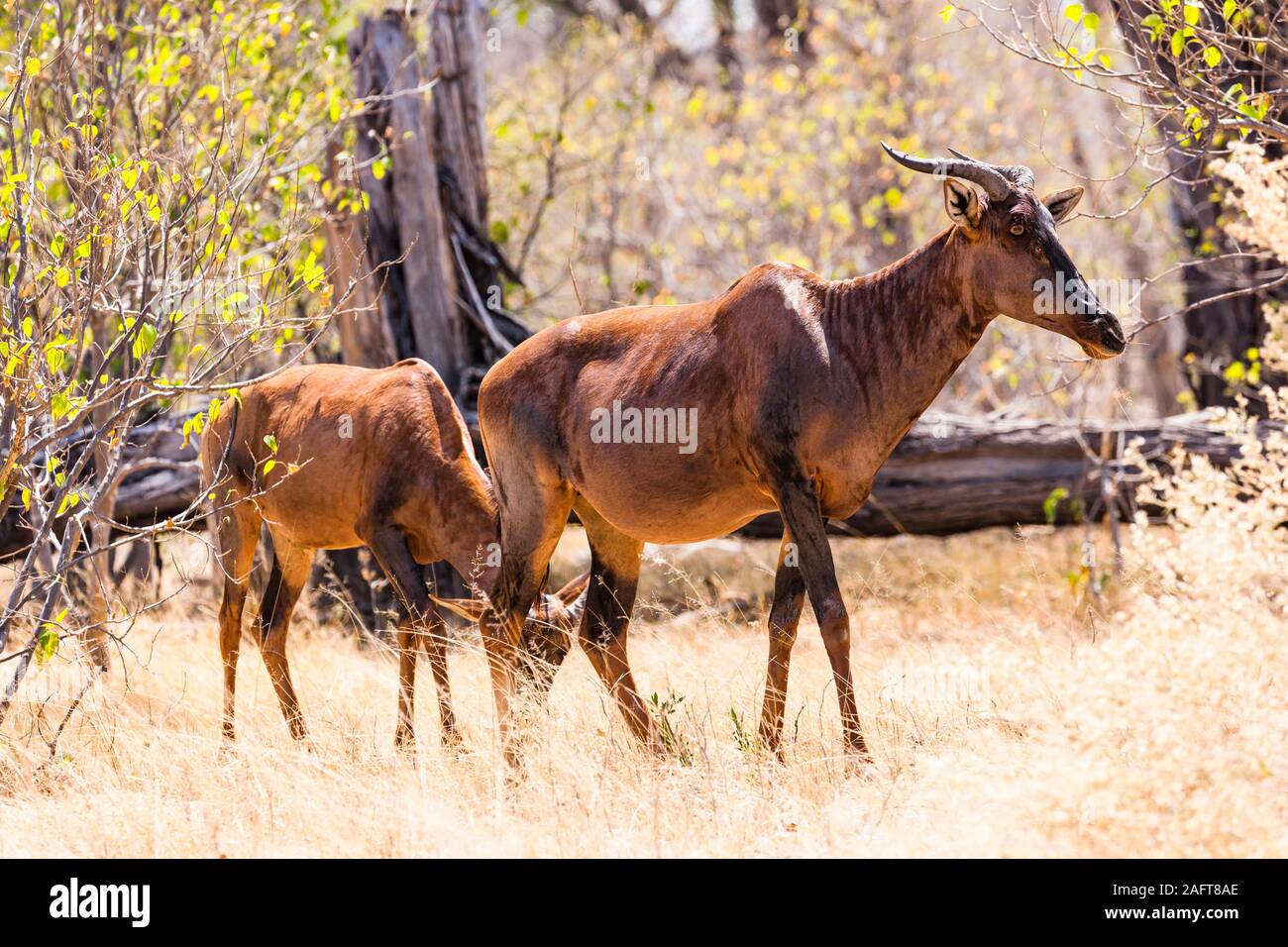 Topi steht in Savannah, Moremi Wildreservat, Okavango Delta, Botswana, Südafrika, Afrika Stockfoto