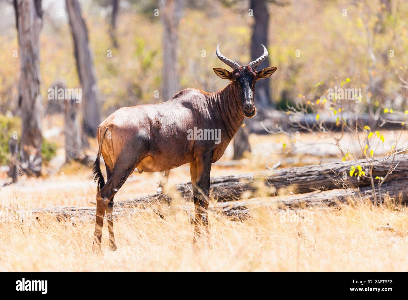 Topi steht in Savannah, Moremi Wildreservat, Okavango Delta, Botswana, Südafrika, Afrika Stockfoto