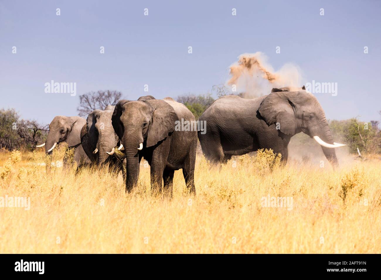 Elefanten essen und dabei Staub Badewanne, Moremi Game Reserve, Okavango Delta, Botswana, Afrika Stockfoto