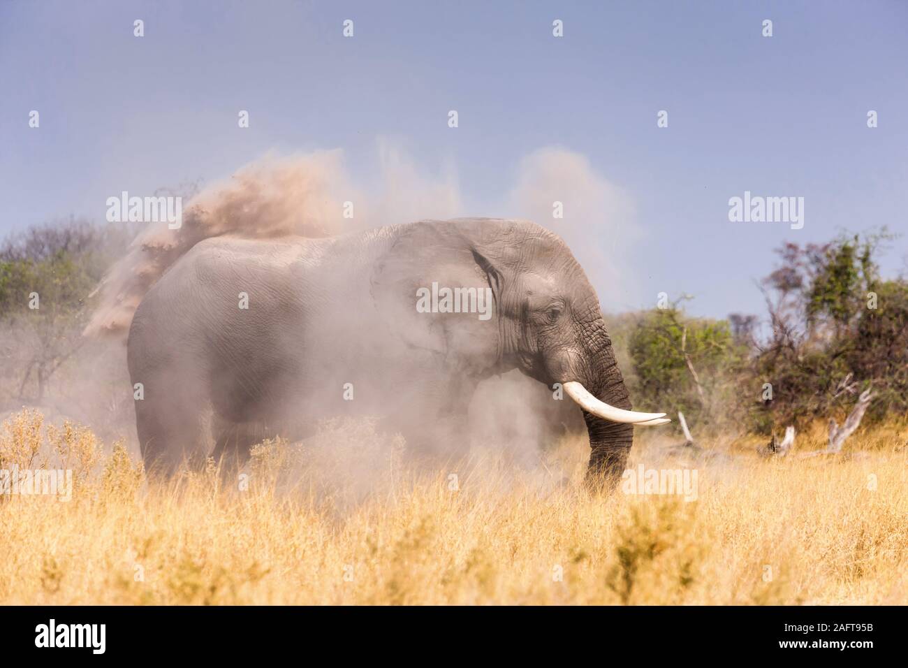 Elefanten unter Staub Badewanne, Moremi Game Reserve, Okavango Delta, Botswana, Afrika Stockfoto