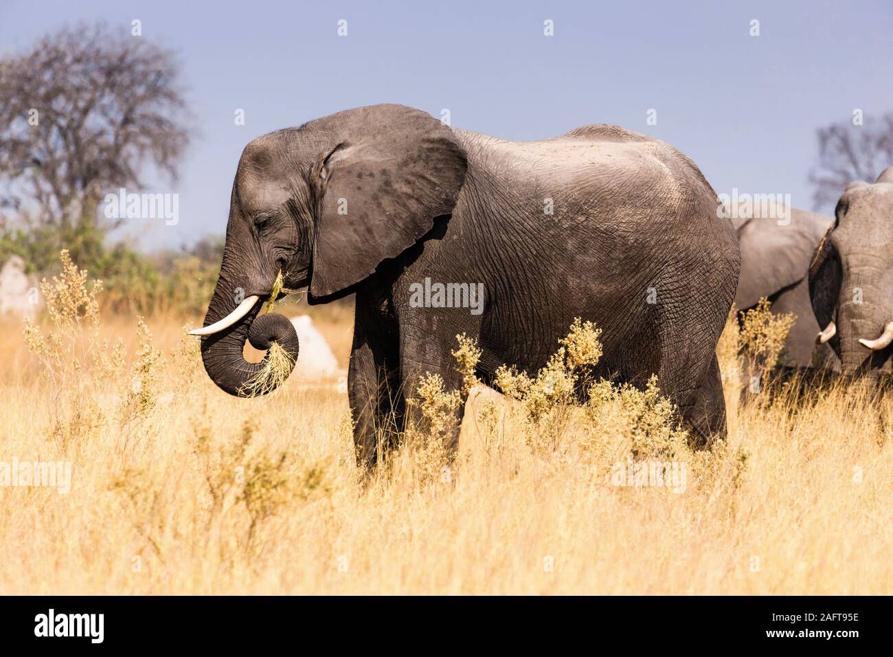 Elefanten fressen Gras, Moremi Wildreservat, Okavango Delta, Botswana, Südafrika, Afrika Stockfoto