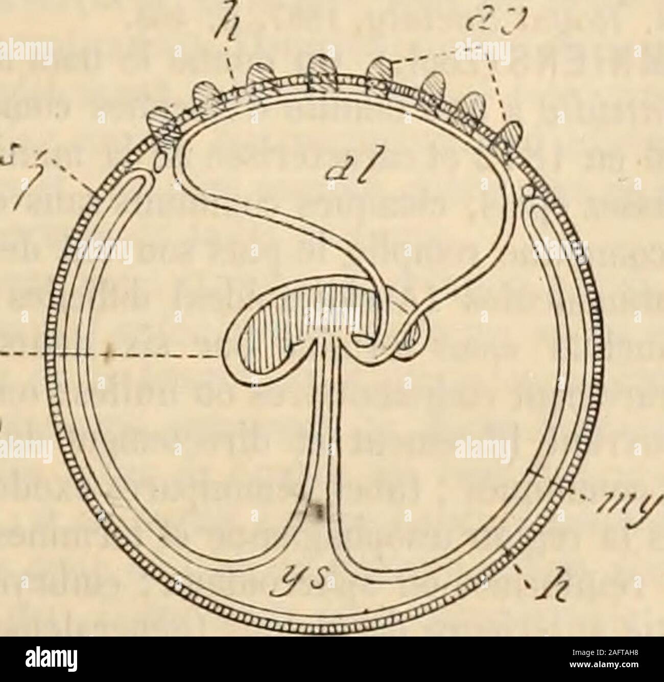 . La Grande Encyclopédie, inventaire raisonné des Sciences, des Lettres et des Arts Abb. 3. - Embryon de Lapin, commeterme de comparaison avec les Abb. précédentes. Mômes lettres. 11 y eine unrudiment de Plazenta vitellin qui Dis-parait bientôt. - 485 - DIDELPHES traversent. Ein une époque plus Avancée de la vie Intra-utérine, La vésicule allantoïdien ne vient en contactavec également la Surface du Chorion par une Base plus ou moinsétendue. Osborn angenommen, que lallantoïde remplit alors une bin. Abb. 4. - Embryon une de Lapin à Epoque plus Avancée: le Plazenta allantoïdien Ma, au, Sest développé, et i Stockfoto