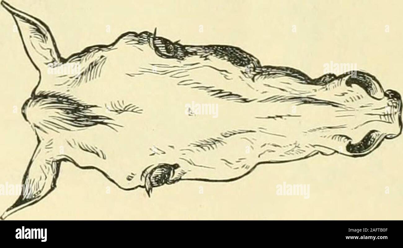 . Die standard Pferd Buch, bestehend aus der Zähmung, Controlling und Bildung der unversehrten und bösartige Pferde. Gute POIXTS. 325 Stockfoto