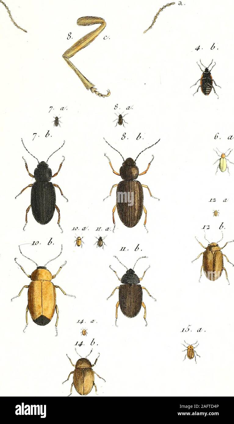. Entomologie ou Histoire Naturelle des Insectes, avec leurs caractères génériques et spécifiques, Leur Beschreibung, Leur synonumie et leur Abbildung enluminee... Coléoptères Tomes I-V. (3) Eine N°6. CISTELE, CKctc/a i-ù. £ s-i^s-. FL. I. Eine %a/Auda 6 i3^i-dai"^^ Cu//&gt;K! 04 - CISTKJ. J^:^&gt;./&gt;/&gt;/, lZ. Ii. Stockfoto