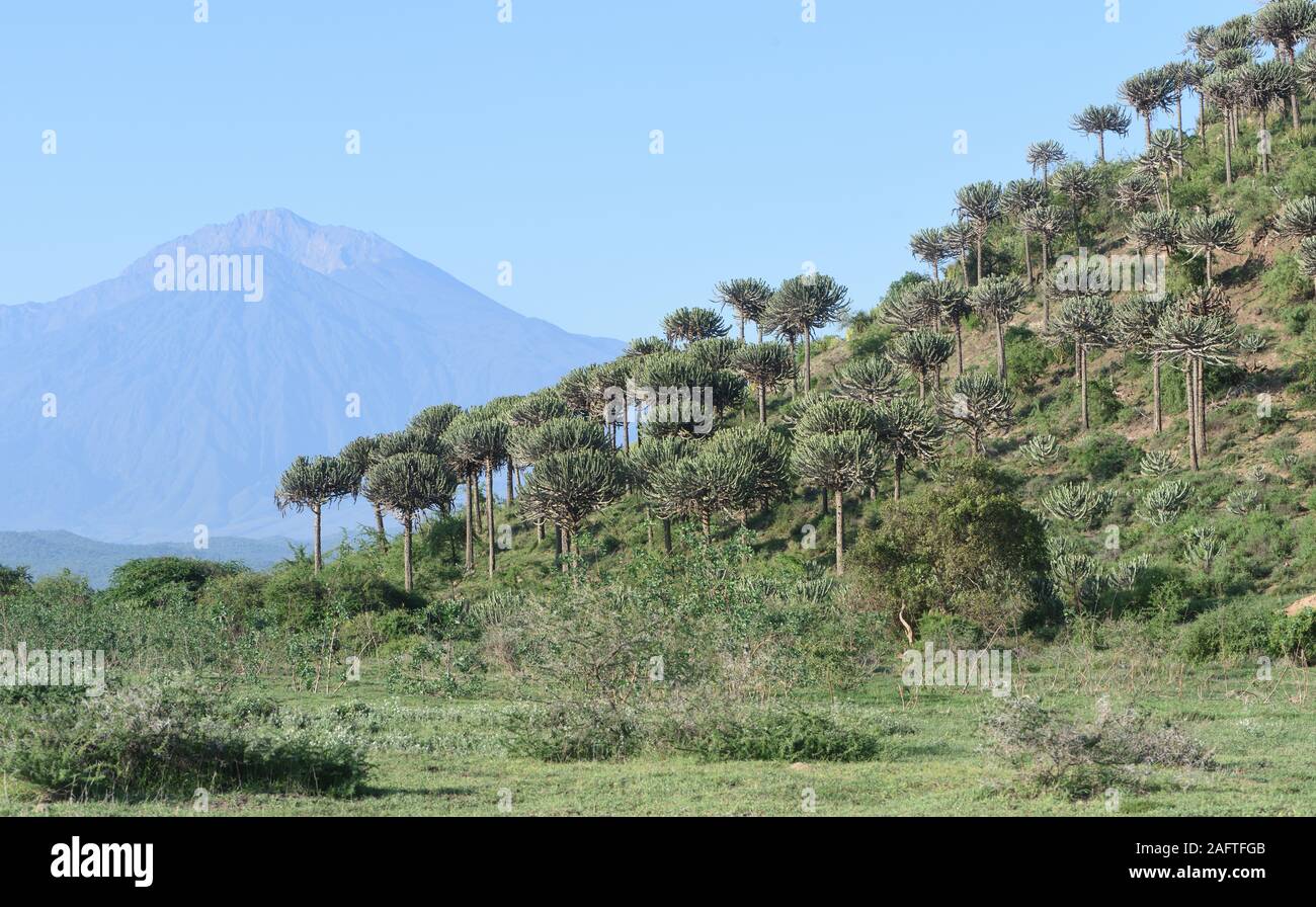 Euphorbia-Bussei wächst an den hängen eines felsigen Hügels mit dem ruhenden Vulkan Mount Meru im Hintergrund. . Sinya Wildlife Management Area, Tansania. Stockfoto