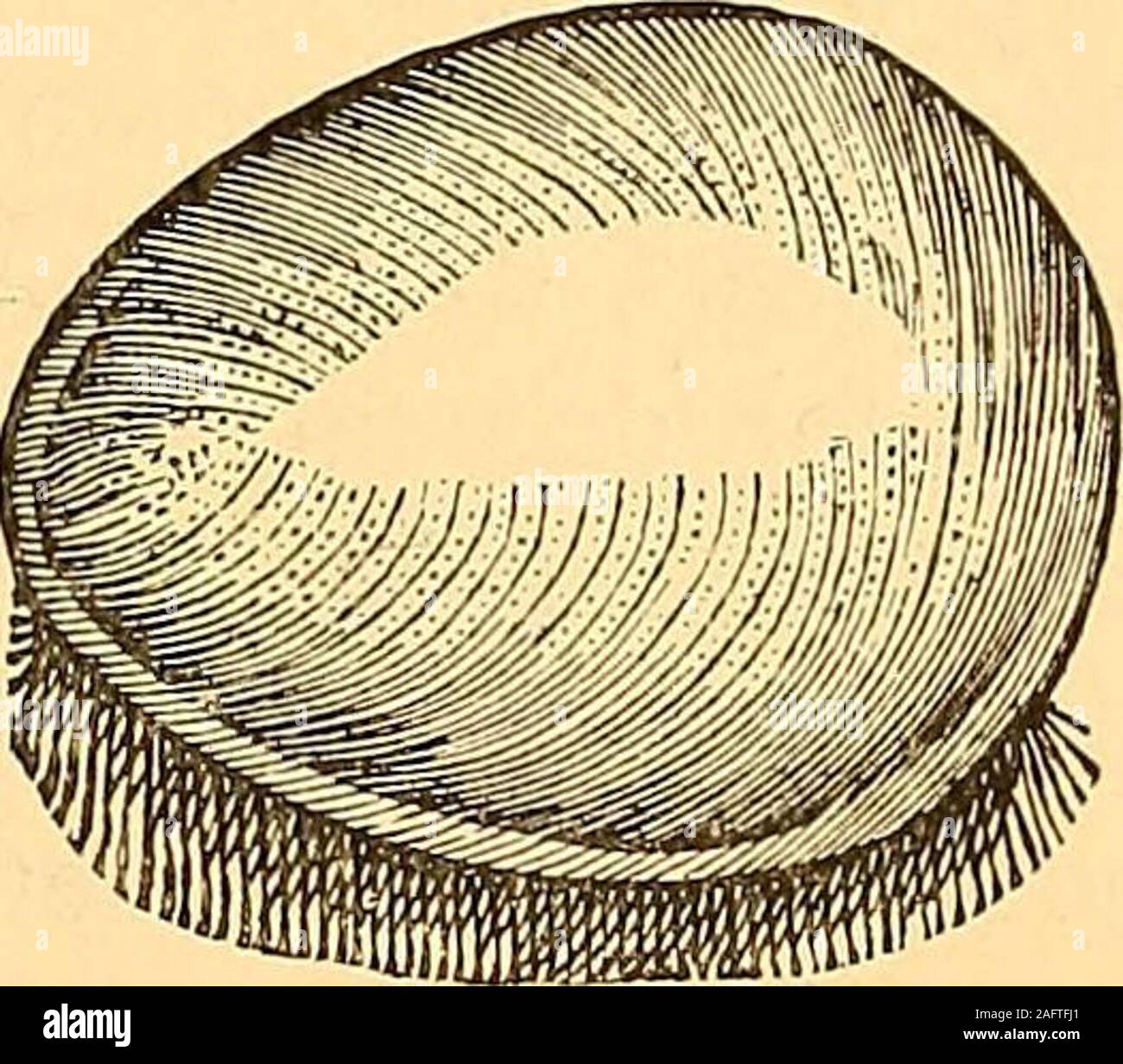 . Fragmenter af fødselshjaelpens Historie. Abb. 110. Lithopaedion Senonense.. 335 gaaet fra Genitalien, er det en kendt Sag, bei det første menneskelige Ovumi sin Begyndelse ligner et AEg, Männer uden Skal (!). - FraWorms Samling kom-det Til den kongelige, og für Holger Jacobsener det nu ikke stort saa et Vidunder, som Wurm ansaa det", dader i dette Sekel äh opdaget AEg Eller, Blaerer Vaeske fyldte Med klar, ich de kvindelige Ovarier, fra Tuba Fallop. føres til Gebärmutter, ogligesom Naturen leger med Hønseaegget, og Dette undertiden erblødt, og uden Skal, saaledes kan det Modsatte ske med Menneske - aegget Stockfoto