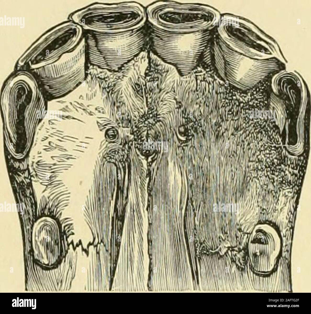 . Die standard Pferd Buch, bestehend aus der Zähmung, Controlling und Bildung der unversehrten und bösartige Pferde. I. Über drei und OneHall Jahre. 316 WIE KANN MAN SAGEN DAS ALTER. scharfe Kante etwas abgenutzt aus und die Markierung kürzer, breiter, andfainter. Das nächste wird sein, aber sie wird klein sein, mit themark tief, und Recht, die über Sie. Abb. 380.- An vier Lo vier und halbe Jahre. An vier Jahre und eine Hälfte, oder zwischen, dass andfive, die Ecke Nagelzange abgeworfen, und die perma-nent, beginnen zu erscheinen, etwas wie Abb. 380 Die zentrale Zangen sind deutlich verschlissen, und die nächsten paar sind commen Stockfoto