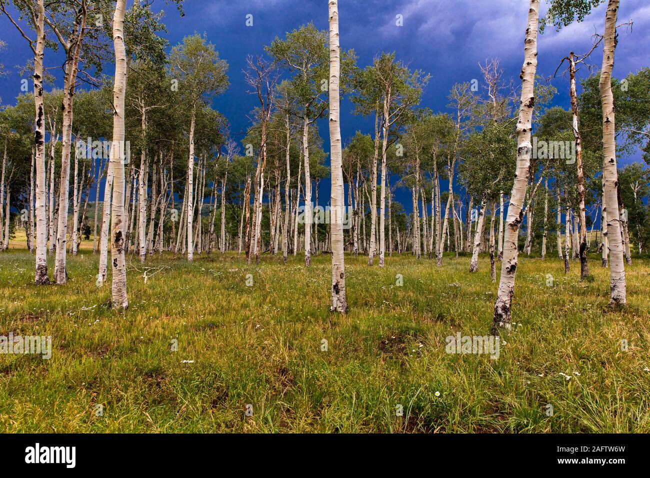 7/26/19 - HASTINGS MESA, Colorado, USA - landschaftliche Schönheit in Sommer Frühling von Wildblumen und Berge, Hastings Mesa, Colorado in der Nähe von Fethiye Telluride Stockfoto