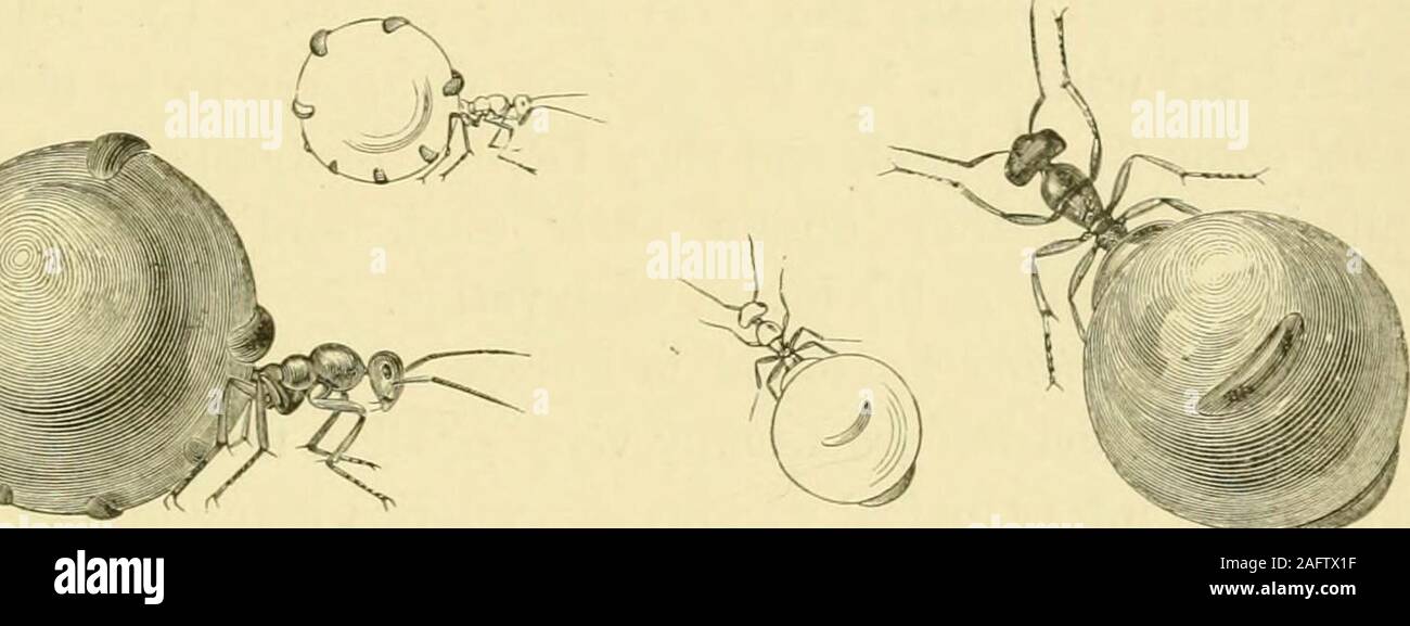 . Die Transformationen (oder Metamorphosen) von Insekten (Insecta, Myriapoda, Spinnen, und Krustentiere): eine Adaption, für die englischen Leser, von M.Émile Blanchard's 'Metamorphoses, moeurs et Instinkte des Insekten;' und eine Zusammenstellung aus den Werken von Newport, Charles Darwin, Spence Bate, Fritz Müller, Packard, Lubbock, Stainton und andere. der Kuppel des Nest, vielen forcingthemselves in die größte Alleen, während andere hardwith ihre Kiefer gearbeitet, um so eine Bresche in die Mauern öffnen. Thiswas bald erledigt, und der Rest der Invasionsarmee eingedrungen die MYKMECOCYSrUS. 2 C9 durch den b Stockfoto