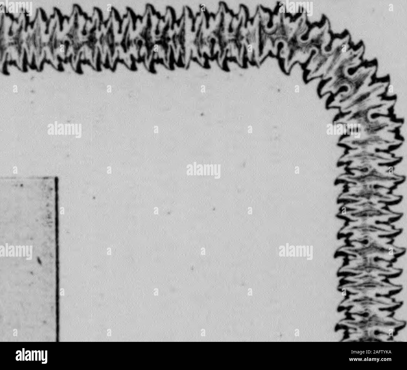 . Raleigh Christian Fürsprecher: Organ der North Carolina Konferenz, M.E., südlich der Kirche. • K^Ich. •?^ Die Frage der Stunde: Was muss ich für Weihnachten? KKA 1&gt;&gt; FINDE TUK ANSWEU: EIN WATERMAN IDKAL BRUNNEN PE&gt; J, alle Kdison Plattenspieler, Archareiia Spielbrett - 66 (iaiiuson ein Brett. BOOKvS - alle die neuesten Bücher. - BOOKvS NirrLine von Christn: Wie S. ooks, Card Cases, Taschen, Schreibwaren. BAPTIST BOOK Store, FOH iiATi Raieiglij c: s Ox^ Bauherren Hardware, PiCL. ^ harden und Feld Samen, ANI&gt; ein &Lt;ilM &Lt;ll. Tl KAL ICH M PLKM KMS. 0^ Schreiben Sie S. M. und W. J. Jung, Raleigh, N.C. SIND SIE RI Stockfoto