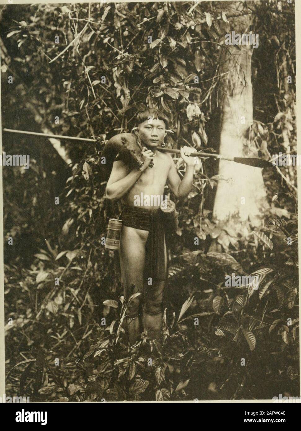 . Die heidnischen Stämme von Borneo; eine Beschreibung der physischen, moralischen und geistigen Zustand, mit einige Diskussion über ihre ethnische Beziehungen. Länge, wird durch Füllen upwith Sticks und Reisig andundergrowth thespaces zwischen den Bäumen des Dschungels. Atintervals von zehn oder zwanzig yardsnarrow Lücken gelassen werden, und in diesen eine eachof jerat ist gesetzt, kleine Geschöpfe, die in i#Abb. catchthe. 23.. Platk 83. KENYAII HUNTER NACH HAUSE MIT JUNGEN SCHWEIN. Stockfoto