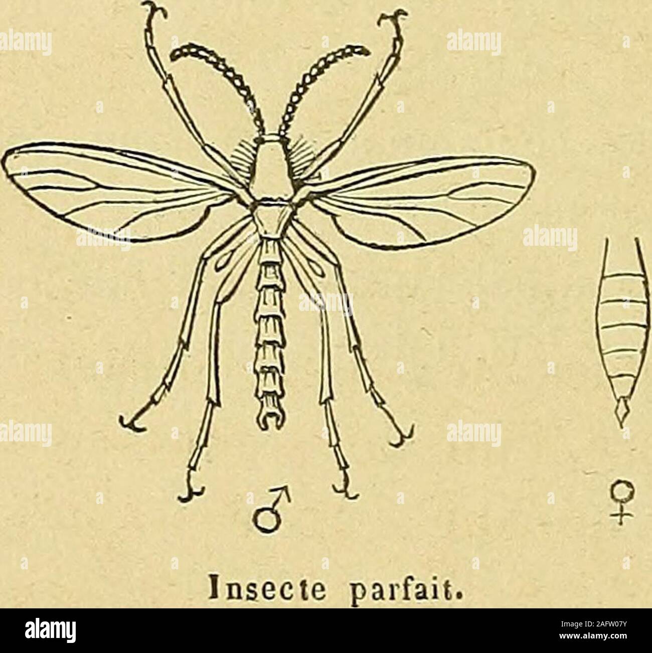 . Bulletin de la Société d'histoire naturelle de Metz. ur Nos tilleuls. 196 INSECTES NUISIBLES BÎPTSUES. ? "ISeiaiî Morio Fabrikationsnr. Dove. Nymphe. Un morceau de Branche morte tom-bée sous Nos vieux Tilleuls, Con-tenait Un certain Nombre de larvesblanches de 6 à 7 im dg Länge, Ayant la Tête dun Beau noir etcomposée de 10 Segmente dont les 3 Premieren mamelonnés en des-sous; plusieurs de ces larves sesont transformées en Nymphes aucommencement de Juin; cettenymphe possède la propriété Gegend hier is viel Transporter en se roulant très - vivement sur Elle-même jusquàce Quelle rencontre un-Hindernis; Vers le15, Jai-ob Stockfoto