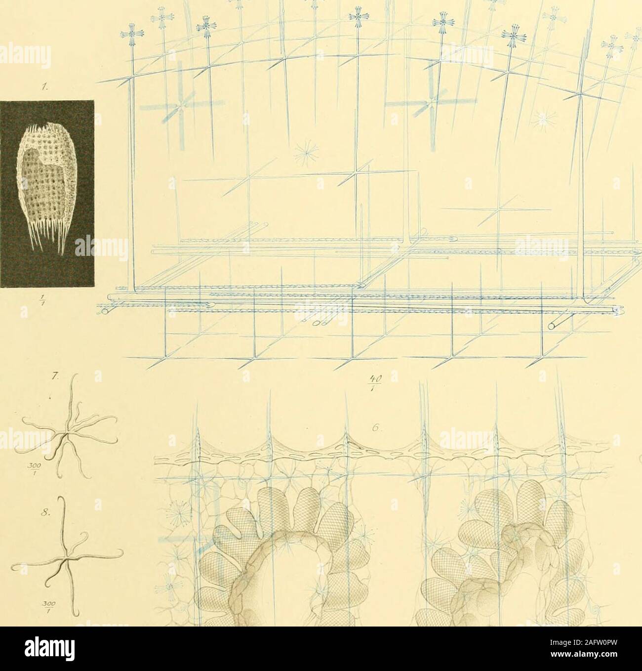 . Bericht über die wissenschaftlichen Ergebnisse der Reise der H.M.S. Challenger während der Jahre 1873-76: unter dem Kommando von Captain George S. Nares, R.N., F.r.s. und Kapitän Frank Turle Thomson, R.N.. NIX. O. Schmidt: Abb. 5-7. EUPLECTE LLA CRAS 5 ISTELLATA. F E.Schulze. Platte XIV. Platte XIV. Seite Feigen. 1-5. Eupkctella nodosa, F.E.S.,. 82 Abb. 1. Beschädigte Muster; natürliche Größe. Abb. 2. Spicules aus der Wand, in ihrer natürlichen Anordnung (combinationfigure); x 40. Abbn. 3, 4. Frei auskragenden diacts, mit vier Zinken oder eine einfache Verdickung in Themiddle; x300. Abb. 5. Geringer Anteil einer ancho Stockfoto
