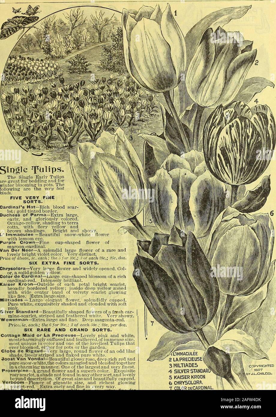. Childs' fallen Katalog von Blumenzwiebeln und Pflanzen, die blühen. Münchens eleganten Form und der schönsten weichen rosa Farbe, mit reinen weißen Streifen. Preis 5 c Jeder: Die S 30 C.: je 3 Trc: oder S.c. Dutzend. Die 10 SORTEN FOP. Wir. Splendid Gemischte Doppel Tulpen - alle Qoiwa und Sorten. 25c. pro dtz.: Si.50 pro loo-. 12 $ pro l. ooo. Gemischten Tulpen. Unsere gemischte Tulpen sind extra feine Qualität, werden von madeup llrst-Klasse mit dem Namen sortiert und nn. eh zu supenor theordinarv Grade. 111 uoz. uriuo Double Fine Mixed-All Farben 25 150 $ einzigen Mixed-All Farben 20 125 Parrot gut gemischt - Alle Farben 20 Byblooms, fein gemischt Alle Co Stockfoto