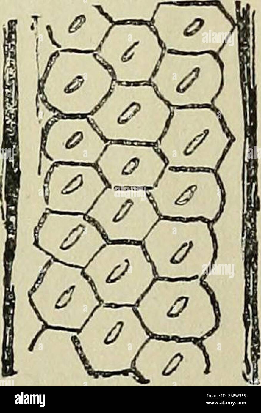 . Die Zeitschrift der Geologischen Gesellschaft in London. Im Radialschnitt (Abb. 7) Die tracheides werden gesehen, sehr lang zu werden, und Sie messen 0*05 mm. Die Gruben auf ihre radiale wallsQ. J.G.S. Nr. 275. 2h 456 DR. E. A. NEWELL AKBEE AUF [Okt. 1913, Schwein. 9. Der D tangentialen sectionkayi, shovAng thetracheides mit der medul-lary Strahlen zwischen ihnen. x 46. In einigen Fällen sind deutlich zu erkennen (Abb. 8, S. 455). Sie sind borderedpits, in der Regel in mehr als einer Reihe angeordnet, zwei Zeilen zu Fre- gen beobachtet, während in einigen Fällen drei abwechselnde Zeilen (Abb. 8) auftreten. Die Markstrahlen (Abb. 7, S. 455) Stockfoto